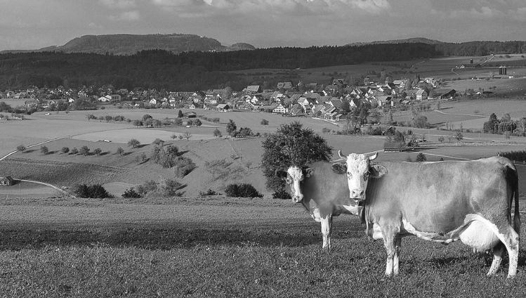 blackwhitekuehe
